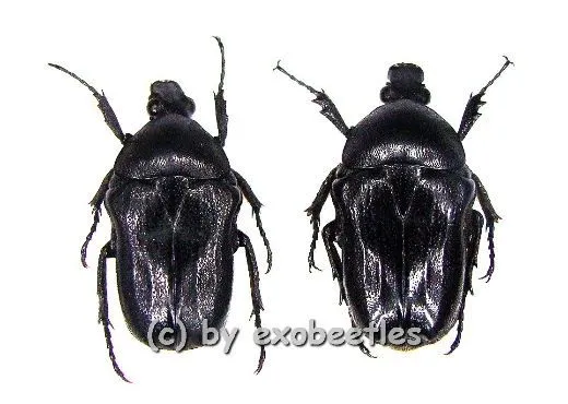 Cosmiomorpha ( Microcosmiomorpha ) setulosa ( 15 - 19 ) A2