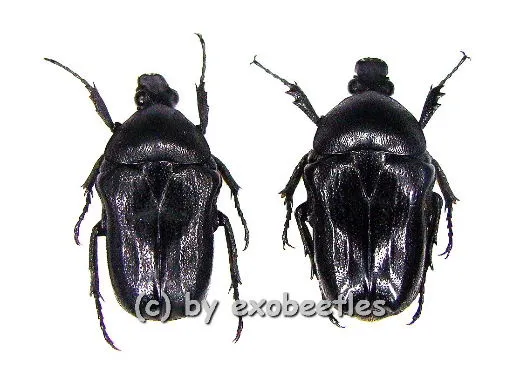 Cosmiomorpha ( Microcosmiomorpha ) setulosa ( 15 - 19 ) A2