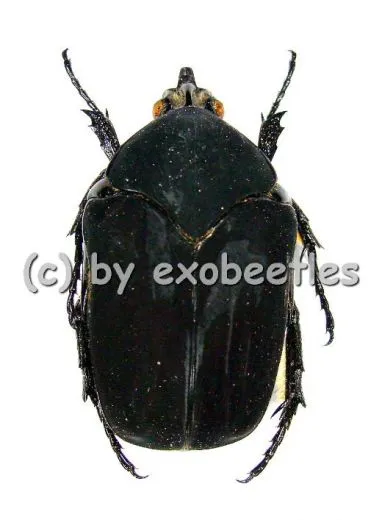 Cotinis mutabilis ( 25 - 34 )