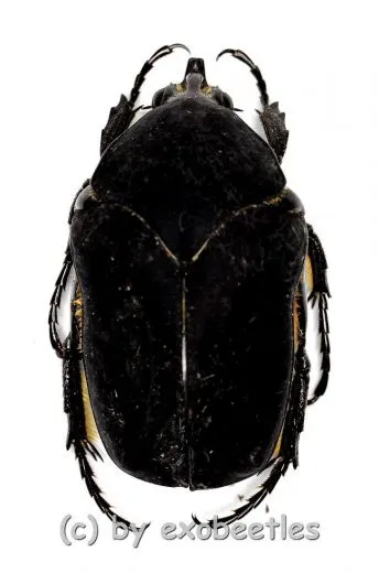 Cotinis mutabilis f.atrata ( 25 – 34 )