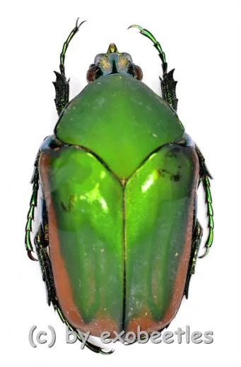 Cotinis mutabilis f.aurantiaca ( 25 – 29 )