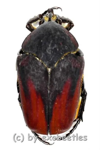 Cotinis mutabilis f.cabira ( 25 – 34 )