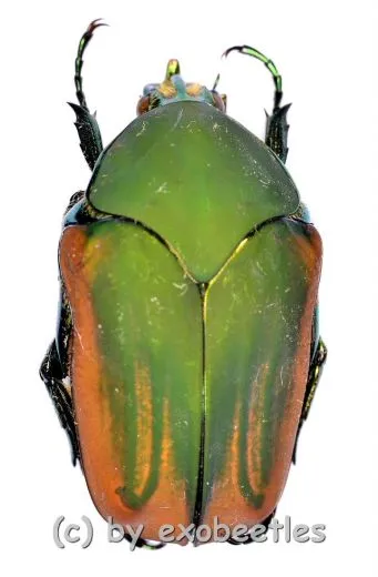 Cotinis mutabilis f.dugesi ( 25 – 29 )
