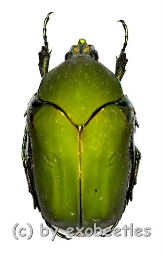 Cotinis mutabilis f.typica