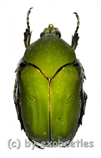 Cotinis mutabilis f.typica
