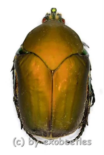 Cotinis sphyracera ( 30 – 34 )