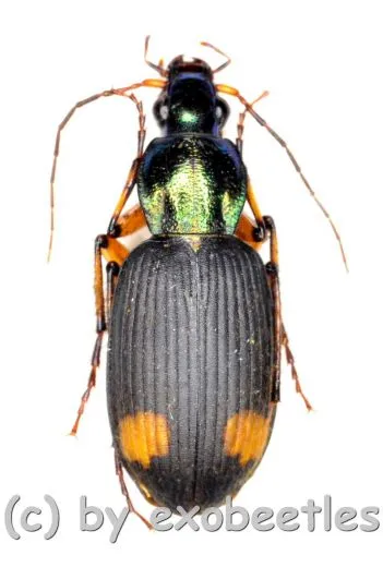 Craspedophorus laticollis ( 10 – 19 )