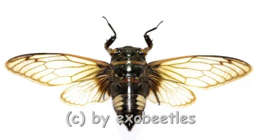 Cryptotympana acuta ( Spread ) A1-