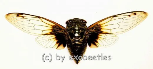 Cryptotympana nitidula ( Spread )