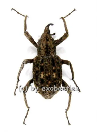 Curculionidae spec. #3 A2