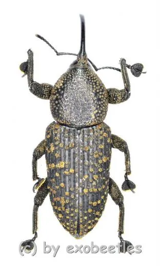 Curculionidae spec. #40 ( 15 - 24 )