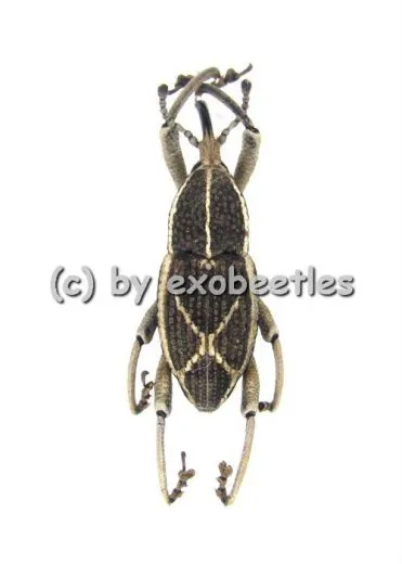 5 x Curculionidae spec. #6