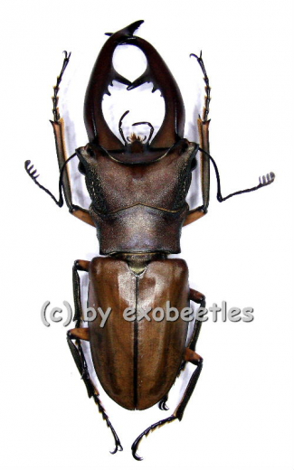 Cyclommatus alagari ( 55 - 59 )