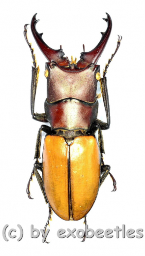 Cyclommatus bicolor ( mesodonte ) ( 30 – 34 )