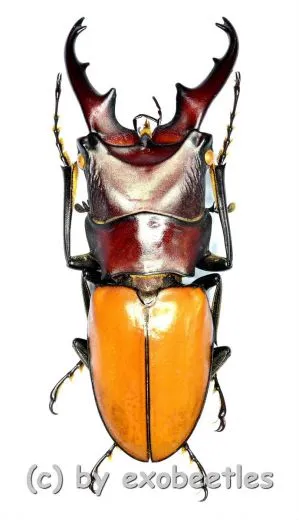 Cyclommatus bicolor ( telodonte ) ( 30 – 34 )