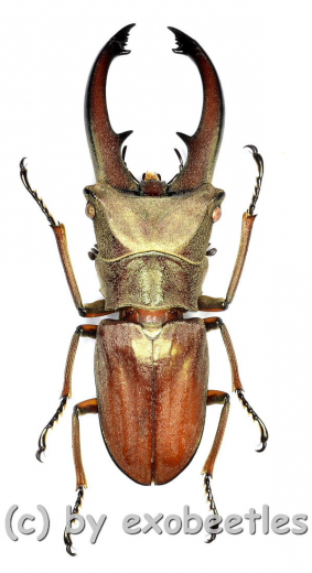 Cyclommatus canaliculatus consanguineus ( 25 – 29 )