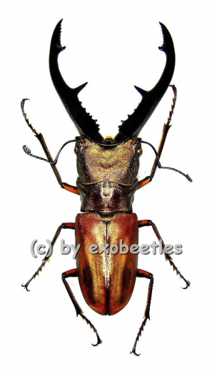 Cyclommatus tarandus tarandus ( 40 – 44 )