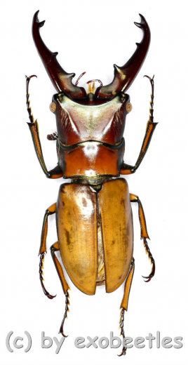 Cyclommatus vitalisi ( 30 – 34 )