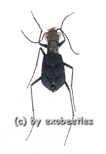 Cylindera delavayi ( 5 - 9 )