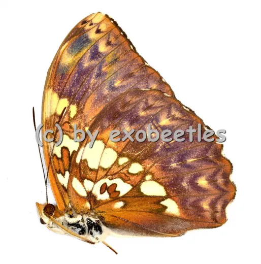 Cymothoe beckeri