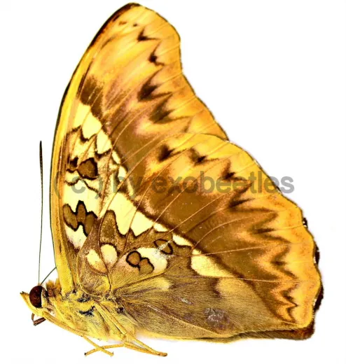 Cymothoe herminia A2