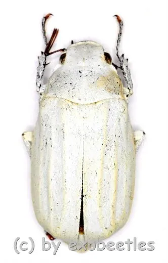 5 x Cyphochilus insulanus