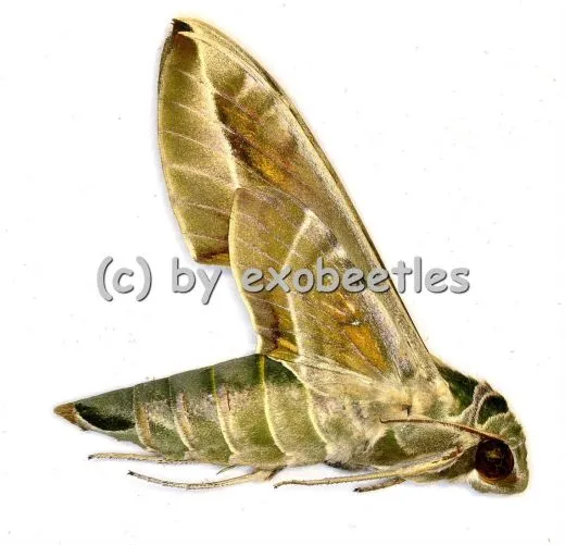 Daphnis nerii A2