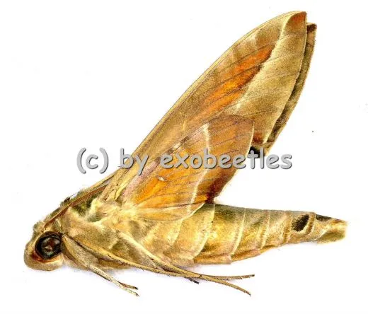 Daphnis nerii A1/A-