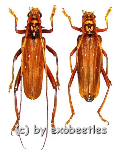 Dejanira quadripunctata ( M 35 - 39 )