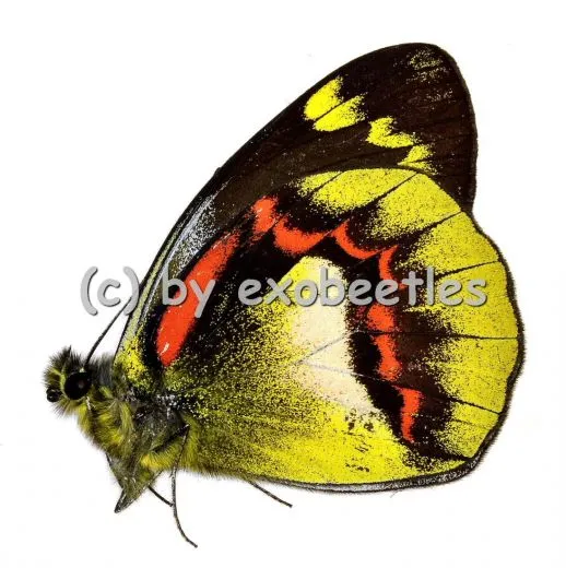 Delias joiceyi joiceyi A1/A-