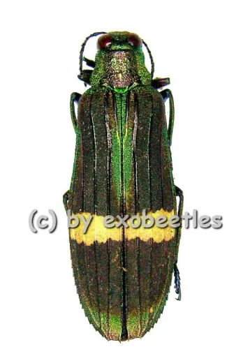 Demochroa gratiosa gratiosa ( 30 – 34 )