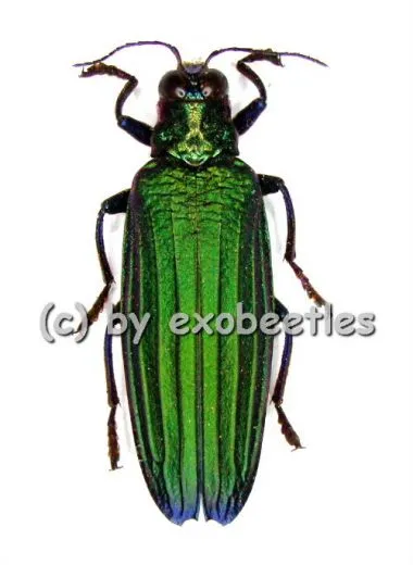 Demochroa detanii ( 30 - 39 )