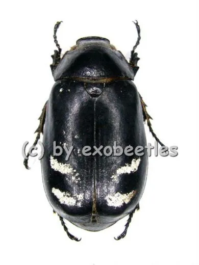 Dermolepida pica