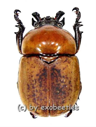 Dicaulocephalus tetsuoi ( 20 – 29 )