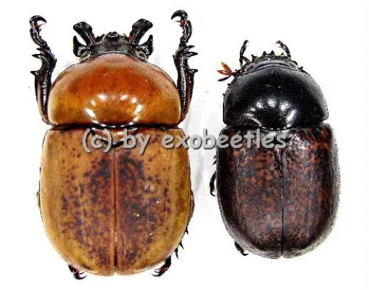 Dicaulocephalus fruhstorferi ( M 20 – 29 )