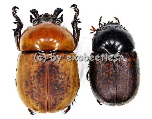 Dicaulocephalus fruhstorferi ( M 20 – 29 )