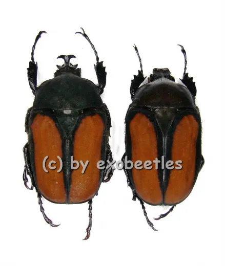 Dicellachilus woodi