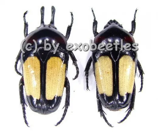 Dicheros bicornis rowelli ( 15 - 19 )