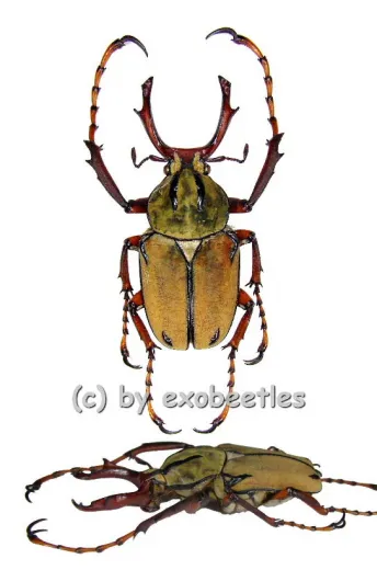 Dicronocephalus wallichii bowringi ( 25 - 29 )