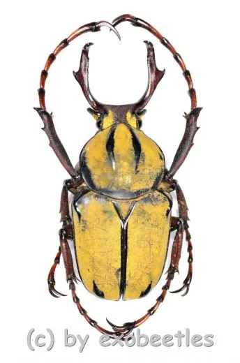 Dicronocephalus wallichii ( 35 – 39 )