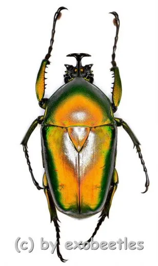 Dicronorrhina micans micans ( 45 – 49 ) A1-