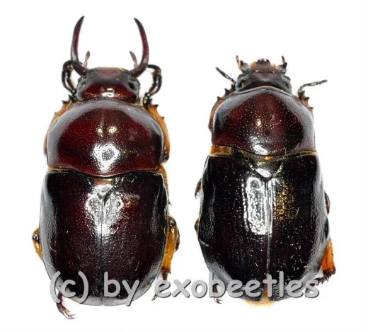 Didrepanephorus yunnanus clermonti ( M 15 – 24 ) A2