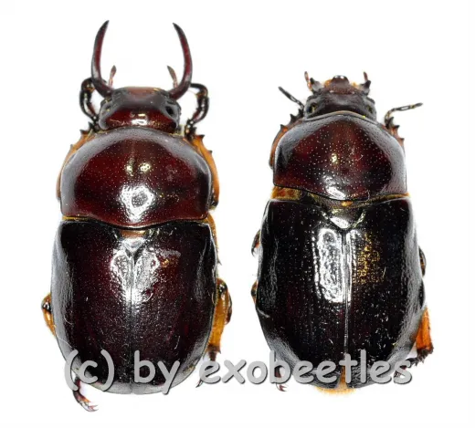 Didrepanephorus yunnanus clermonti ( M 15 – 24 )