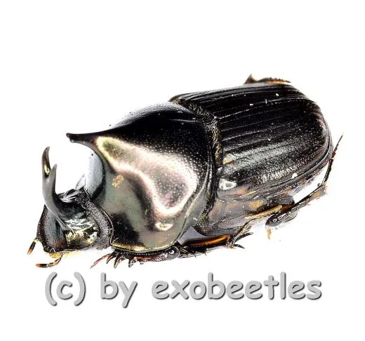 Digitonthophagus bonasus ( 10 – 14 )