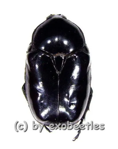 Diplognatha gagates ( 15 - 24 )