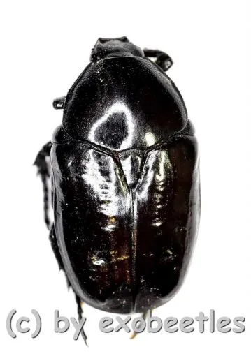 Diplognatha ( Diplognatha ) purpurascens A2