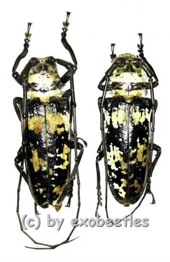 Doesburgia celebiana ( 45 – 49 )