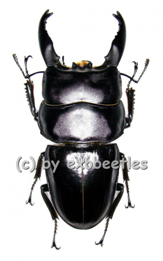 Dorcus ( Brontodorcus ) alcides ( long Horn ) ( 60 – 64 )