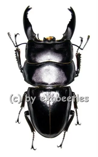 Dorcus ( Brontodorcus ) alcides ( long Horn ) ( 65 – 69 )