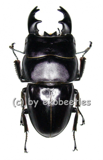 Dorcus ( Brontodorcus ) alcides ( short Horn ) ( 60 – 64 )